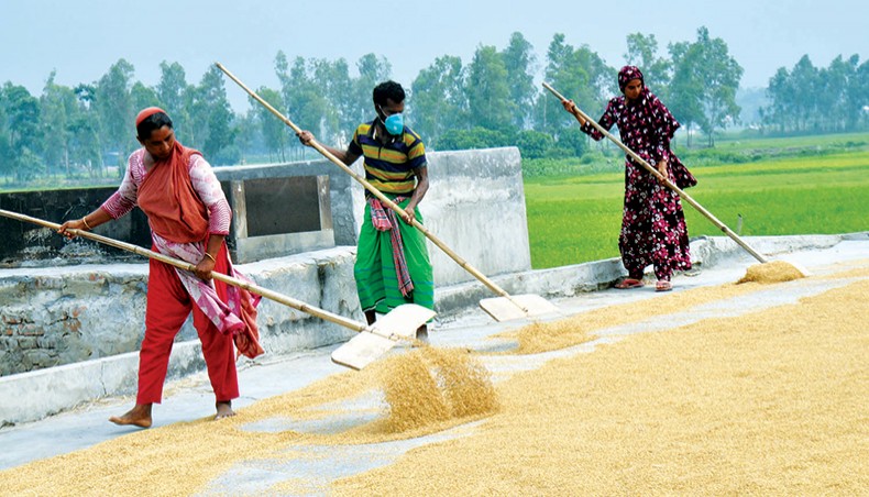 A file photo shows workers spreading paddy on a floor for sun drying at a rice mill at Sreenagar in Munshiganj. The government has set Tk 7,810 as the minimum monthly wage for the workers of country’s rice mill sector, increasing it by 41 per cent from the previous Tk 5,520. — Focusbangla photo