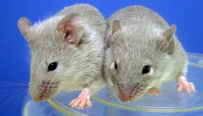 Scientists have successfully transplanted insulin-producing cells derived from stem cells into diabetic mice- Courtesy Bangkok Post