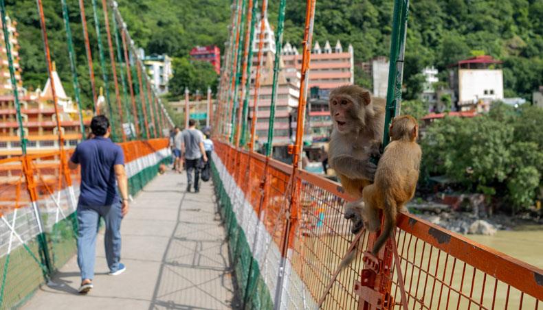 This photo taken on October 1, 2019 shows people walking while monkeys sit on a railing of the Lakshman Jhula footbridge over the Ganges river in Rishikesh. — AFP photo