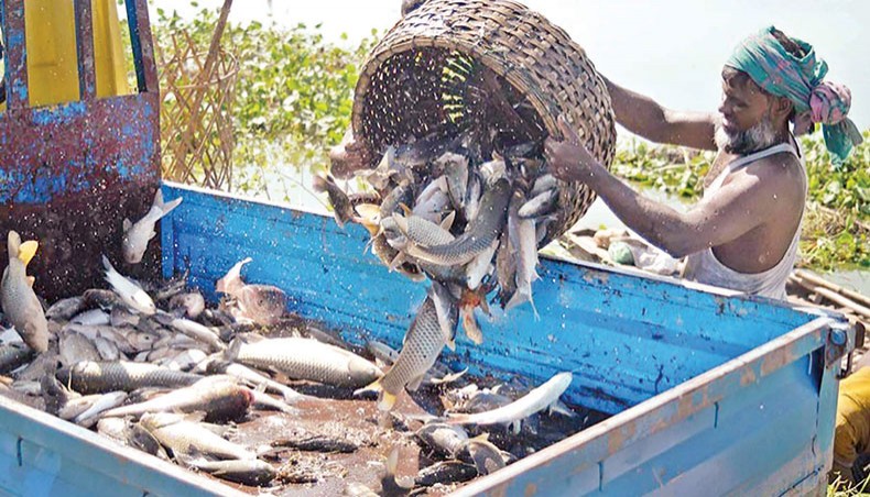 A file photo shows a man putting fish in a pick-up truck at a fish farm. The government has prepared draft guidelines on production and marketing of feed for fish and livestock to keep the supply of fish, meat, egg and milk safe from toxic ingredients, including heavy metals.— Focusbangla photo