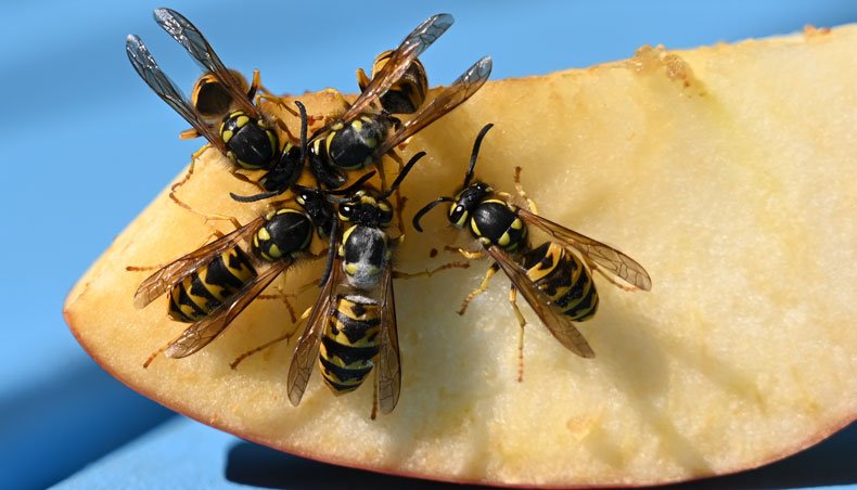 Wasps eat a slice of apple in a garden in Oberaudorf, southern Germany, on a sunny September 5, 2020. — AFP photo
