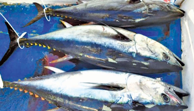 Failing to woo the private sector, the government has taken a project to catch costly and migratory tuna fish as the country eyes to make a debut in deep-water fishing in the Bay of Bengal. — AFP photo