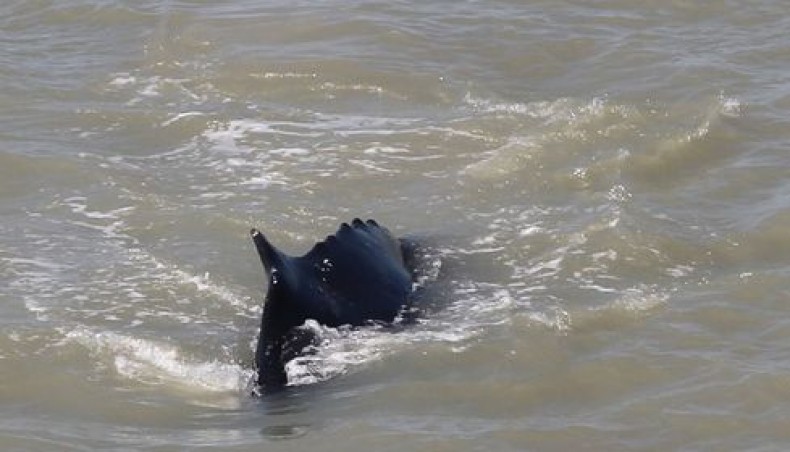 This undated hand-out photo received on September 12, 2020 from Carol Palmer at Australia’s Northern Territory Government shows a humpback whale swimming in the East Alligator River in the Kakadu National Park in Australia’s northern territory. — AFP photo