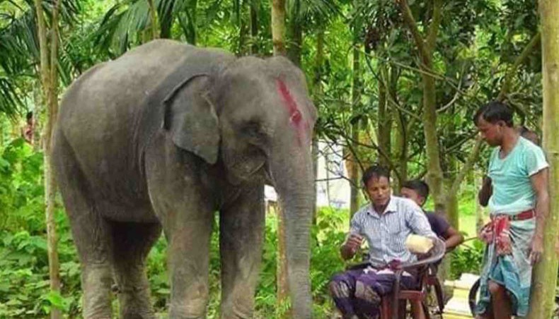 Dulal Chandra Roy, a farmer from Lalmonirhat’s Panchagram union, has sold his lands to buy his wife an elephant to fulfil her dream