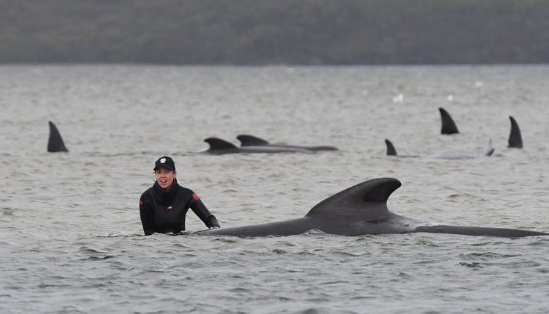 Rescuers work to save a pod of whales stranded on a sandbar in Macquarie Harbour on the rugged west coast of Tasmania on September 22, 2020. — AFP photo
