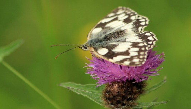 Ostelife - crema pentru rosturi, comentarii, pret,România - Cremă artropantă o altă înșelătorie