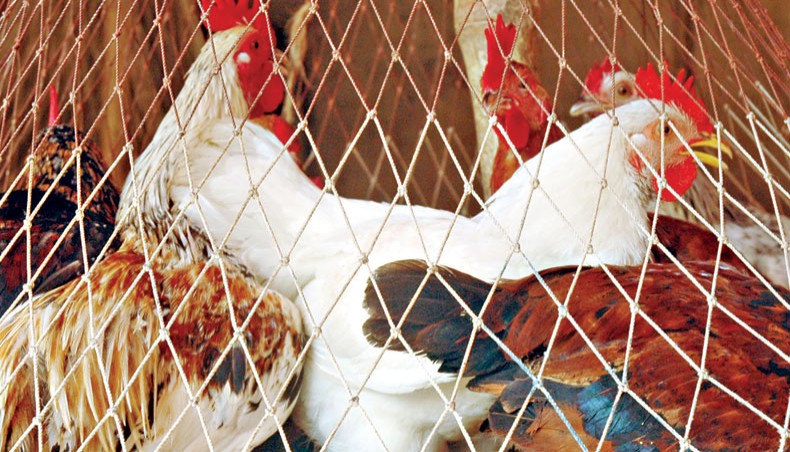 A file photo shows chickens at a shop in the capital. The National Board of Revenue has waived the advance tax on import of raw materials of poultry, livestock, fisheries and dairy feeds and machinery for feed manufacturers and one-day old chicks. — New Age photo