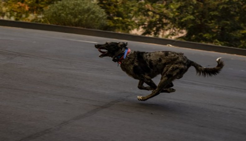 Chuck, a working dog, races to cut off a herd of goats from Mascauser Vineyards and Ranch which were hired to eat underbrush in order to protect it from the advance of the Glass Fire that started in the early morning hours in Napa Valley, California on September 27, 2020. -AFP photo