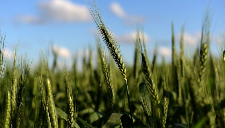 This file photo taken on October 15, 2015 shows a wheat field in Ramallo, Buenos Aires province. — AFP photo