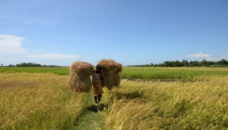 A Bangladeshi man carries stubble from a field in Sha Porir Dwip, Cox's Bazar on October 12, 2020.- AFP photo