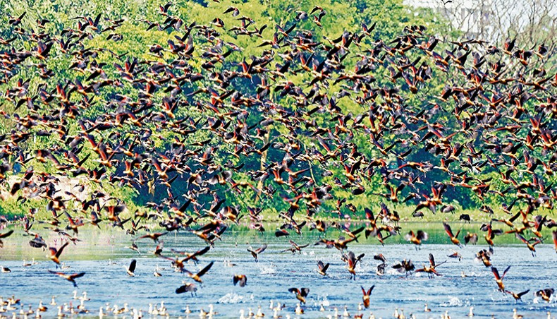 Hundreds of migratory birds fly over a lake at Jahangirnagar University in Dhaka on Sunday. — Sony Ramany