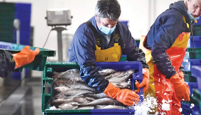 A photo shows lobster, turbot, and monkfish pouring out of the nets on to the quayside in northwestern France, a good part of it from British territorial waters. — AFP photo