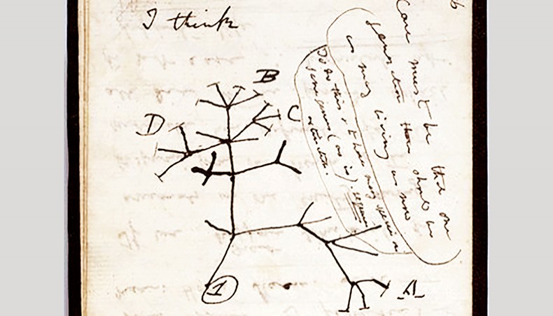 A handout image released by the University of Cambridge on November 24, 2020 shows the 1837 ‘Tree of Life’ sketch on a page from one of the lost notebooks of British scientist Charles Darwin. — AFP photo