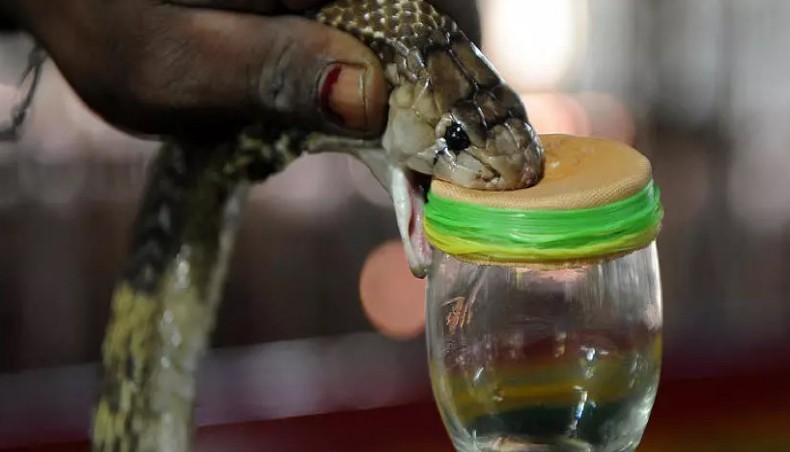 An Indian snake-catcher extracts venom from a cobra. - AFP file photo