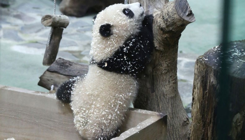 The picture shows six-month-old giant panda cub Yuan Bao during a media preview at Taipei Zoo in Taipei on December 28, 2020. -- AFP photo