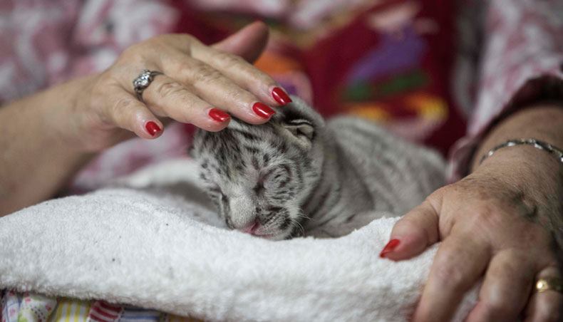 Endangered Bengal tiger cub born at Nicaragua zoo