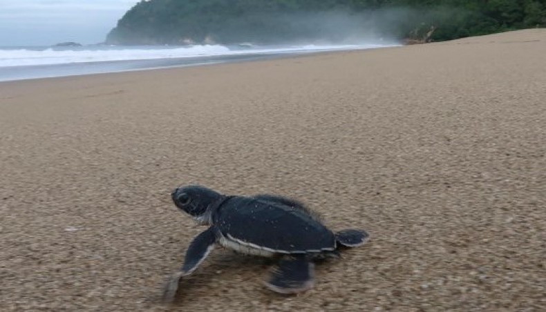 This picture taken on December 2, 2020 shows a baby sea turtle making her way out from the nests on a beach in Sukamade, Meru Betiri National Park in East Java.-AFP photo