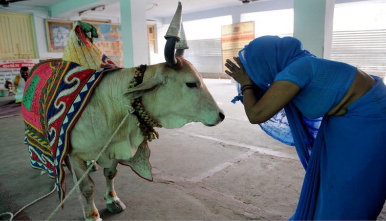 A cow is worshipped and decorated during festivals in India. — AFP Photo
