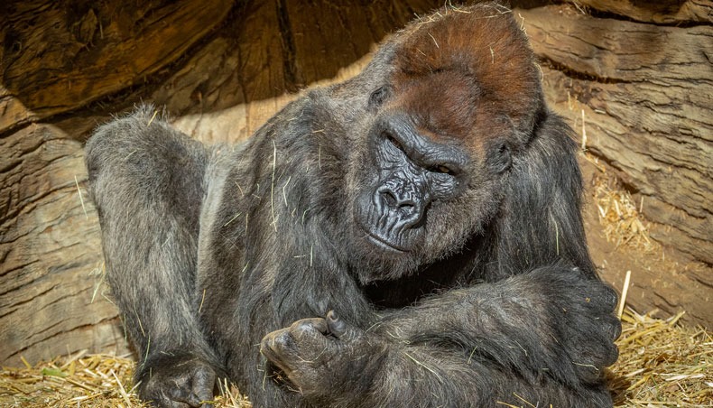 This hand-out photo obtained January 21, 2021 courtesy of the San Diego Zoo Global shows, Winston, a member of the gorilla troop at the San Diego Zoo Safari Park that tested positive for COVID-19. — AFP photo