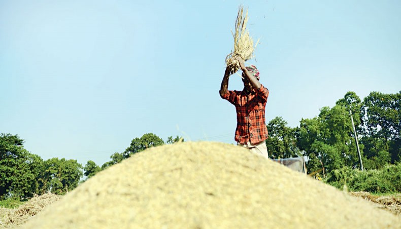 A file photo shows a farmer threshing paddy on the outskirts of Dhaka. Farm loan disbursement by banks increased by 18.31 per cent or Tk 1,977.2 crore year-on-year in the first half of the current fiscal year 2020-2021 as farmers began cultivation of rabi crops after being hit hard by excessive flooding during monsoon.— New Age photo