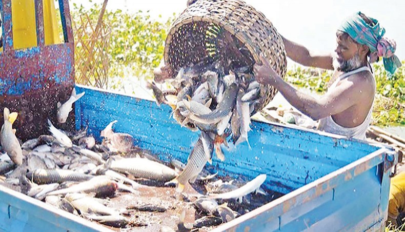 A file photo shows a man putting fish in a pick-up van at a fish farm. The Anti-Corruption Commission has suggested that the National Board of Revenue should properly crosscheck the authenticity of taxpayers’ income from reduced income tax rate enjoying sectors, including fish farming and poultry, to prevent accumulation of illegal assets. — New Age photo