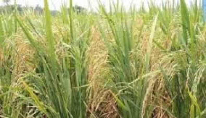 New variety of rice BRRI Dhan 100 to be released soon