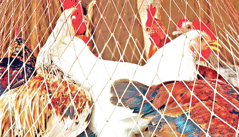 A file photo shows broiler chicken at a shop in Dhaka. Prices of soya bean oil and broiler chicken increased on the kitchen markets in Dhaka city over the week ending on Friday. — New Age photo