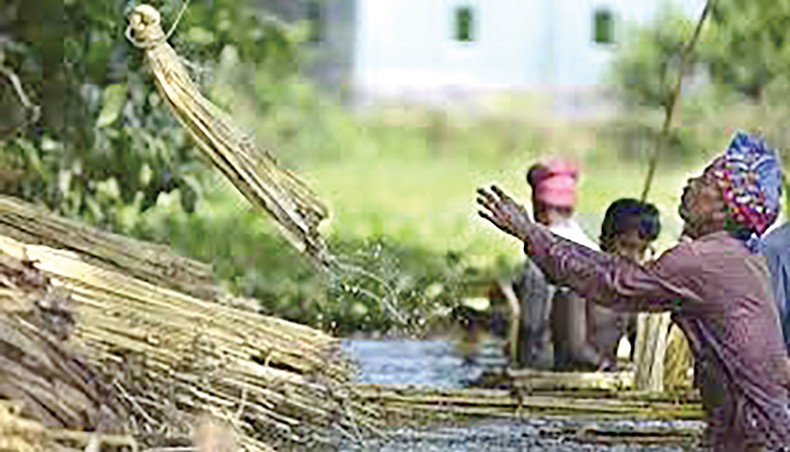 A file photo shows farmers separating jute fibre from jute-stalks after rotting jute plants in a water body on the outskirts of Dhaka. The government has drafted a policy on charcoal to tap the export potential of the non-traditional item and the efficient use of jute-stalks. — New Age photo