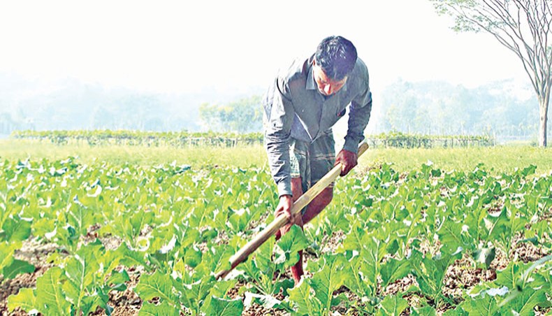 A file photo shows a farmer nurturing a cabbage field at Joypara at Dohar in Dhaka. The ratio of farm loan disbursement against the target fixed by the central bank for the fiscal year 2020-2021 dropped year-on-year in the first seven months of the fiscal.— Focusbangla photo