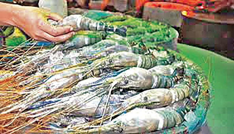 A file photo shows a man arranging shrimps at a market in Dhaka. The government has taken an initiative to review the minimum wages for workers and employees in the country’s shrimp sector. — New Age photo