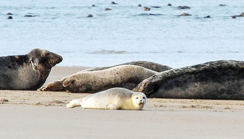 This picture taken on Sunday shows gray seals and sea calves lying on a beach near Calais, northern France. — AFP photo
