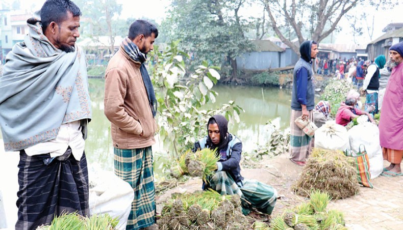 Farmers sell paddy saplings at the Modhurapur market at Dhunat in Bogura recently. Forty per cent of the Tk 5,000-crore refinance scheme set up for farmers has remained unimplemented nine months after formation of the fund by the central bank amid poor disbursement by a number of banks.— Focusbangla photo