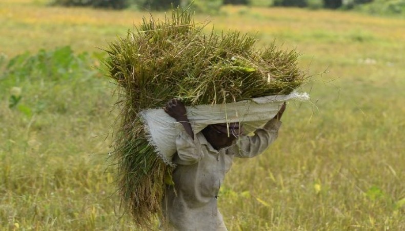 A farmer carries harvested paddy on his head at a field in Kalutara on the outskirts of Colombo on February 24, 2021.- AFP photo