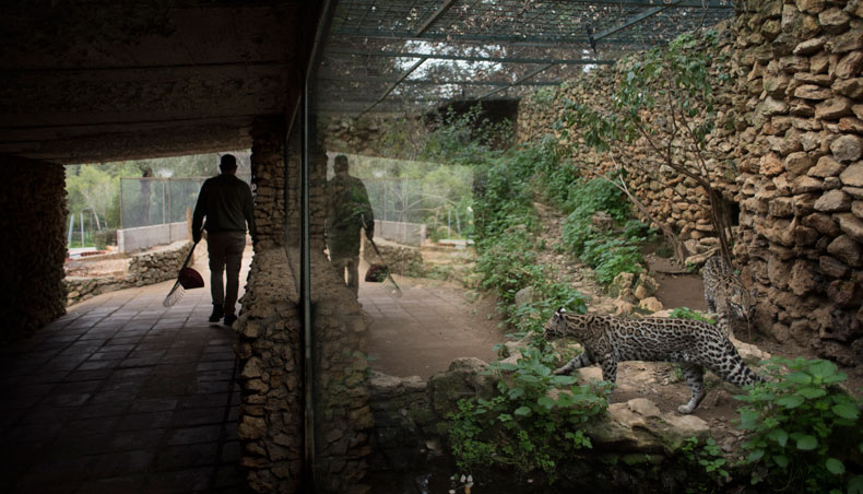 A zookeeper walks by the enclosure of an ocelot at the Animal Rescue Centre Zoo de Castellar, in Castellar de la Frontera, southern Spain, on February 20, 2021. — AFP photo