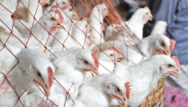 A photo shows broiler chicken at a shop at the New Market kitchen market in the capital on Friday. — New Age photo