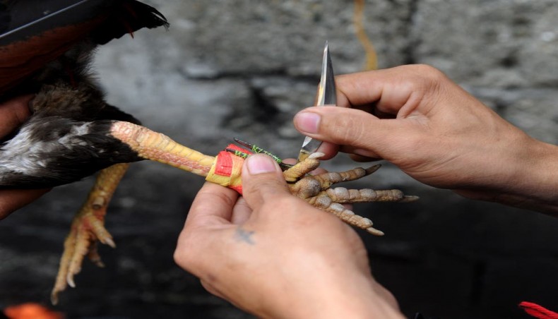 A rooster is fitted with a razor-sharp blade for a fight.- AFP photo
