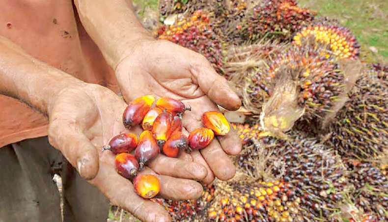 A file photo shows a palm oil farmer displaying palm oil seeds in Kampar, Riau province, Indonesia. Switzerland votes on Sunday on a free trade deal with Indonesia but the agreement, which opens up a vast potential market, could slip up over the issue of palm oil imports. — AFP photo