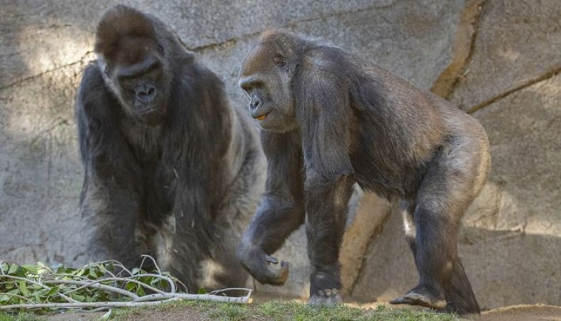 This handout photo released by San Diego Zoo Global on January 25, 2021 shows silverback gorilla Winston and gorilla Imani recovering after a diagnosis of SARS-CoV-2, the virus that causes COVID-19, in several troop members at the San Diego Zoo Safari Park earlier that month, in San Diego, California. -- AFP photo
