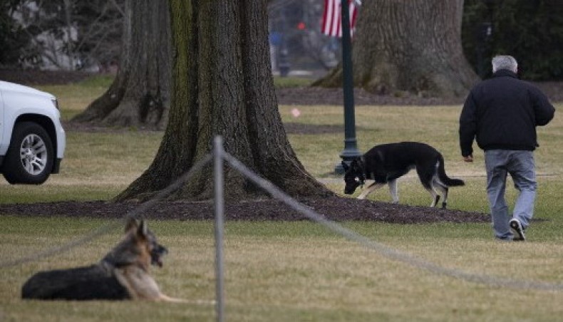 In this file photo taken on January 25, 2021 First dogs Champ and Major Biden are seen on the South Lawn of the White House in Washington, DC. - AFP photo