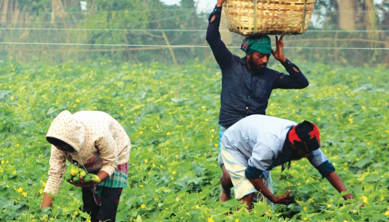 Farmers pick cucumbers from a field at village Subachani in Munshiganj recently. The rate of farm loan disbursement against the Bangladesh Bank-set target in the July-February period of the current fiscal year 2020-2021 was lower than the rate in the same period of the previous fiscal year.— Focusbangla photo