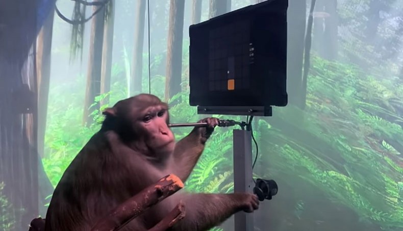 A video screen grab shows a macaque monkey named Pager playing Pong by essentially using thought to move paddles that bounce digital balls back and forth on screen. — Courtesy: Neuralink YouTube channel