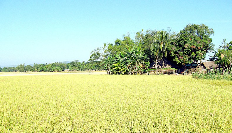 Rice production in Bangladesh. — Wikimedia Commons