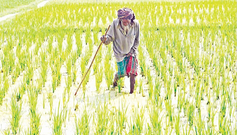 A file photo shows a farmer inspecting a paddy field on the outskirts of Dhaka. Monthly average disbursement of farm loans remained behind the target in the July-March period of the fiscal year 2020-2021 despite a spike in March. — New Age photo