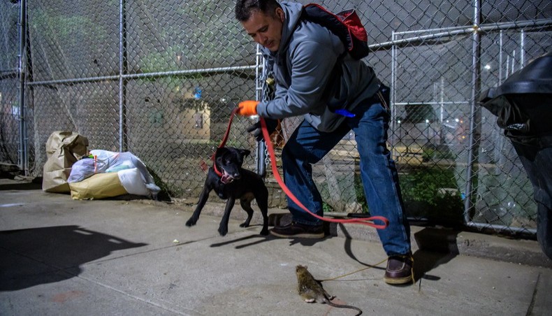 Jason Rivera of ‘The Ryder's Alley Trencher-fed Society (R.A.T.S.)’ and his dog attempt to catch a rat in lower Manhattan on May 14, 2021 in New York City. – AFP photo