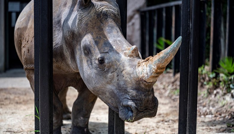 Emma, a southern white five-year-old female rhino, stands at Tobu Zoo in Miyashiro, Saitama prefecture, suburb of Tokyo on June 11, 2021, which was transferred from Taiwan's Leofoo Safari Park on June 8. — AFP