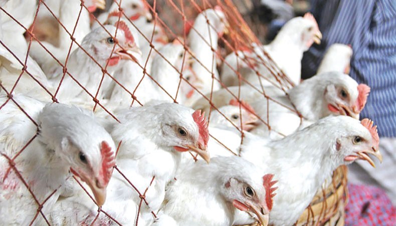 A file photo shows broiler chicken at a shop at the New Market kitchen market in the capital. The prices of broiler chicken, eggs and red lentil went up in the city’s kitchen markets while the prices of rice and edible oil remained high over the week ending on Friday. — New Age photo