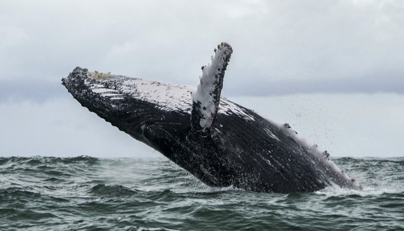 In this file photo taken on August 12, 2018 a Humpback whale jumps in the surface of the Pacific Ocean at the Uramba Bahia Malaga National Natural Park in Colombia. It sounds like a real-life take on ‘Pinocchio’ -- a US lobster fisherman says he was scooped into the mouth of a humpback whale on June 11, 2021 and yet lived to tell the story. -- AFP photo
