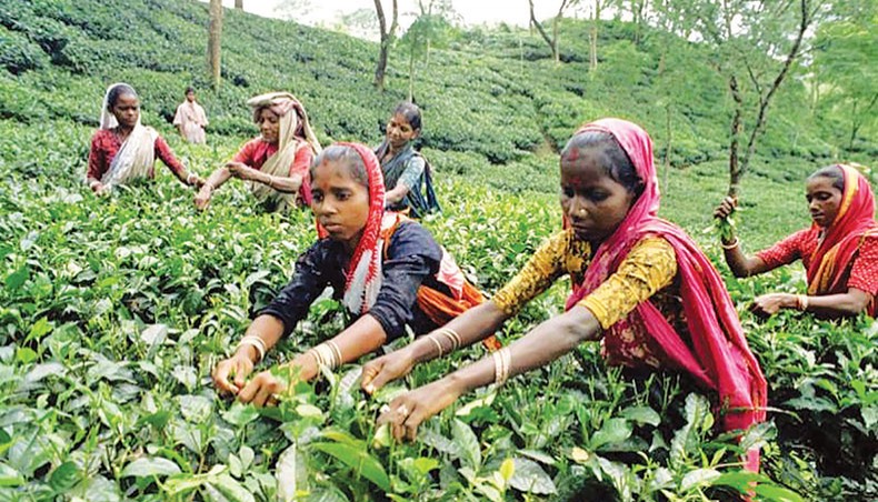A file photo shows workers picking green leaves at a tea garden in Sylhet. The minimum wage board has proposed Tk 117 as the daily minimum wage for the tea garden workers, ignoring the proposals made by the labour union in the sector, alleged a worker representative to the board. — New Age photo