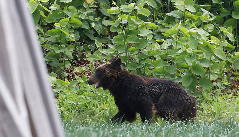 This picture shows a brown bear that is on the loose in Sapporo, Hokkaido prefecture on June 18, 2021. — AFP photo
