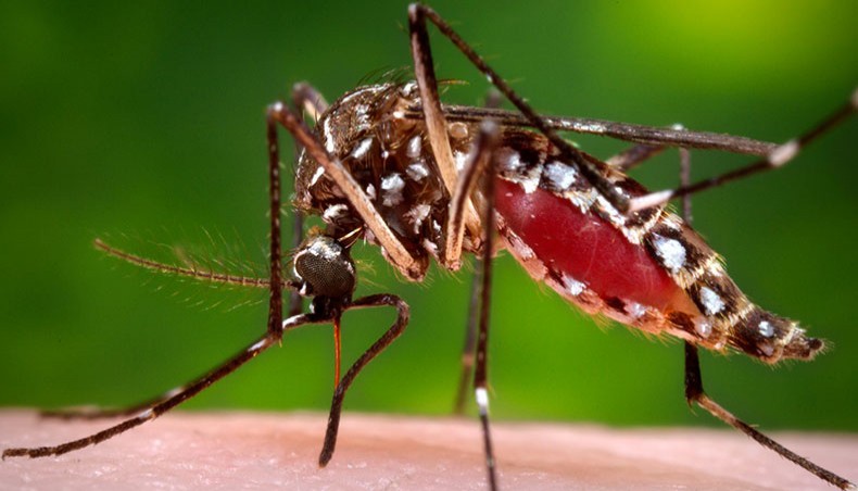 Dengue cases on rise as Dhaka city bodies fail to kill Aedes 